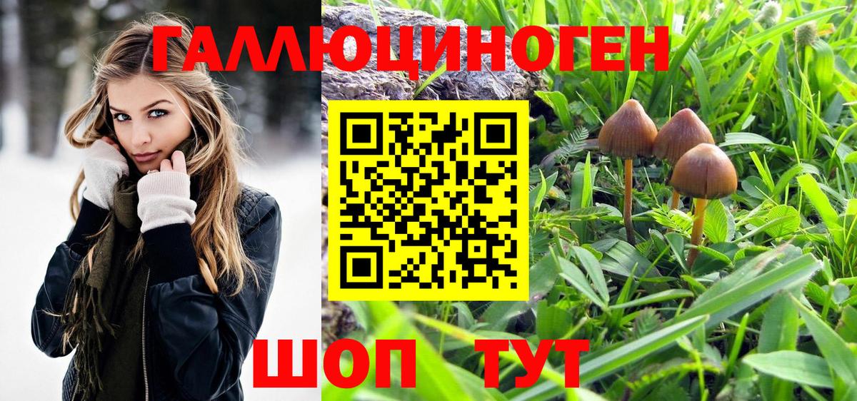 Галлюциногенные грибы Psilocybe  Городец 
